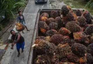 Turun, Harga TBS Kaltim Periode Ini Hanya Rp2.346,89/Kg
