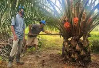 Musim Trek Tiba, Petani Berharap Harga Bisa Membantu