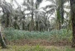 Apkasindo Pasbar Sebut Petani Sawit Sangat Terbantu dengan Sistem Tumpang Sari