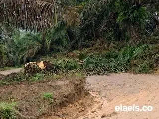 Petani Sawit Laporkan Korporasi Batu Bara ke Polisi