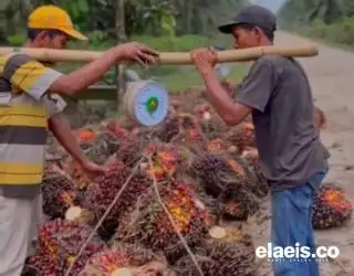 Terus Meningkat, Petani Sumbar Optimistis Harga Kelapa Sawit Sentuh Rp3.000