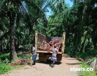 Harga Sawit Petani Swadaya di Sumut Ikut Membaik