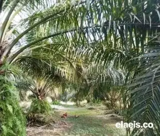 Soal PSR, Ini yang Harus Dilakukan Pusat