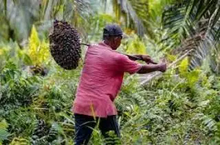 Ramadhan Tiba, Petani Pening Gara-gara Sawit Trek