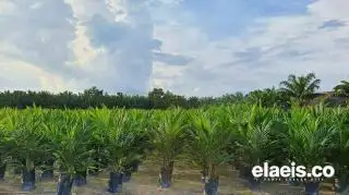 Rudi: BaBe-Bun Komitmen Pemerintah Tingkatkan Kualitas dan Kuantitas Kelapa Sawit