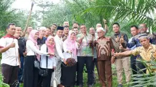 Sawit PSR Panen Perdana di Usia 33 Bulan