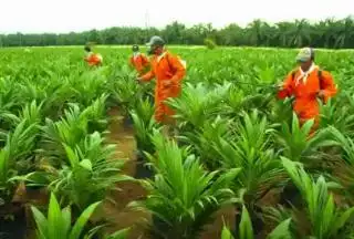 Puluhan Ribu Bibit Sawit Gratis Siap Dibagikan, ini Syarat Penerimanya