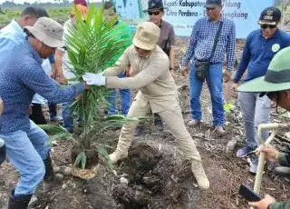 Kebun Plasma di Dua Desa ini Ditanam Perdana