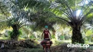 Formasi Gelar Aksi Demo, Pertanyakan Lahan SHM Masuk dalam Kawasan Hutan