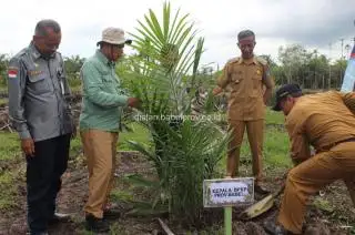 Ada Kuota 900 Hektare, Petani Babel Diminta Manfaatkan Hibah PSR