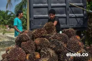 Buruh Kebun Juga Berhari Raya!