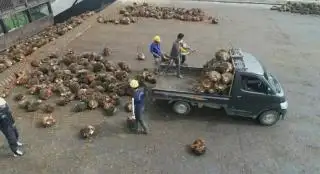Petani Minta Harga TBS Tidak Ditetapkan di Tingkat Pabrik Saja