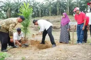 Syarat Dipermudah, Petani Sawit Diminta Ikut Program PSR