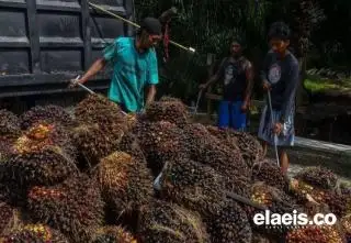 Terus Melemah, Berikut Daftar Harga Jual CPO dan Kernel di Riau