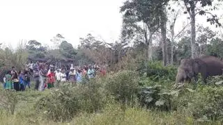 Kebun Sawit Warga Langgam Berantakan Disatroni Gajah Liar, BBKSDA Diminta Turun Tangan