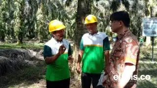 Tiga Perusahaan Raksasa Ini Berkolaborasi Bantu Petani Sawit di Inhu Raih Sertifikasi RSPO