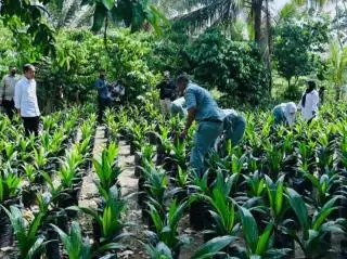 Lihat Pembibitan Sawit di SMK PPN 1 Labura, Jokowi Bilang Begini
