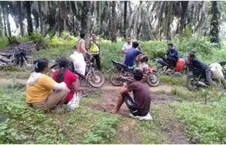 Petani di Bengkulu Tengah Mogok Panen Saat Harga TBS Murah, ini Tujuannya
