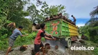 Secara Nasional, Segini Produksi Minyak Sawit Kebun Rakyat. TBM 17%