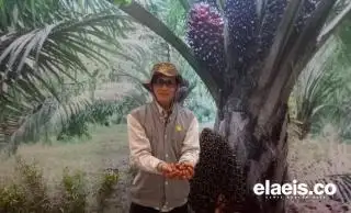 Bursa Sawit Perlu untuk Harga Kelapa Sawit yang Lebih Baik