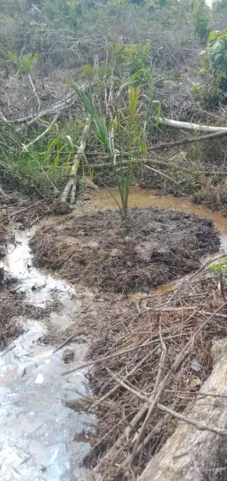 Tanam Sawit di Lahan Rawa, ini Risiko yang Dihadapi Petani