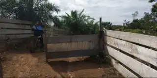 HP Air Rami Dirambah Jadi Kebun Sawit, KPH Mukomuko 'Angkat Tangan'