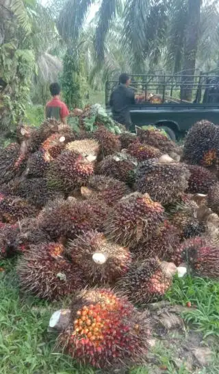 Harga TBS Jambi Turun, Padahal CPO Naik