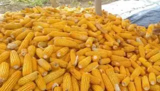 Petani Jagung Banyak yang Kaya Mendadak, Petani Sawit Diminta Jangan Jadi Penonton