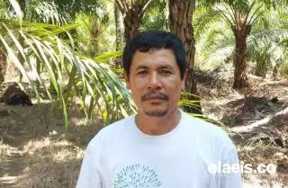 Harga Sawit di Aceh Tak Sebanding dengan Tingginya Harga CPO