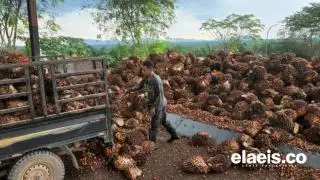6 Parameter Kualitas TBS Langsung Terdeteksi Oleh Alat ini