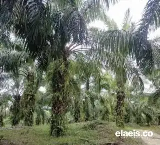 Lahan Persawahan di Bengkulu Terus Menyusut, Disulap Jadi Kebun Sawit
