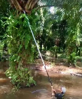 Sapuan Tetap Manen di Tengah Banjir