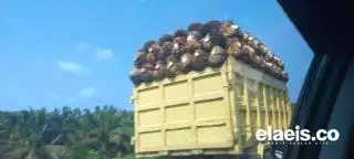 Minggu Ini Harga TBS Sawit Riau kembali Juara di Indonesia