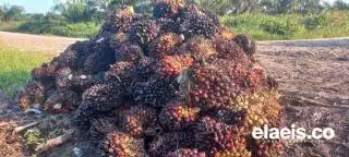Harga TBS Sawit Plasma Riau Naik Tipis Minggu Ini