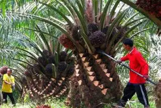 Program Pemutihan Pajak Kendaraan Kurang Diminati Petani Sawit di Kaur