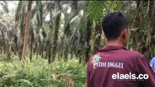 Produksi Sawit Tua 2,7 Ton Sekali Panen. Ini Hasilnya...
