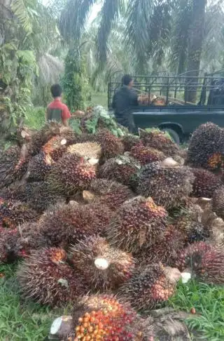 Bikin Sumringah, Harga TBS Sawit di Jambi Naik Lagi