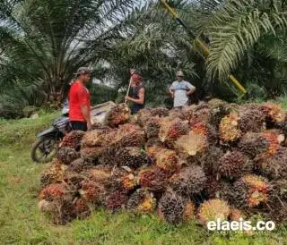 Naik Lagi, Harga Kelapa Sawit di Kalbar Rp2.297,32/Kg
