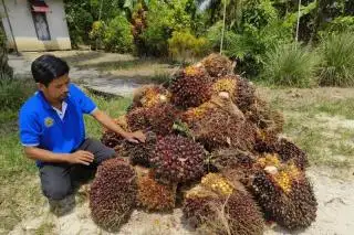 Ditjenbun Berkolaborasi dengan Jerman untuk Peningkatan Kapasitas Pekebun Sawit dan Karet di Kalbar