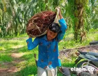 Jangan Dipikir Enak, Jadi Petani Sawit Lelah!