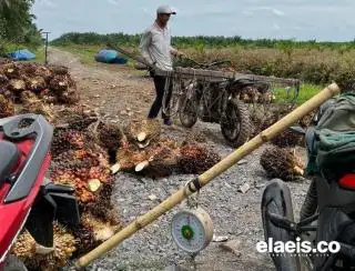 Pekan Lalu Tertinggi di Indonesia, Harga Kelapa Sawit di Sumbar Akhirnya Melemah juga