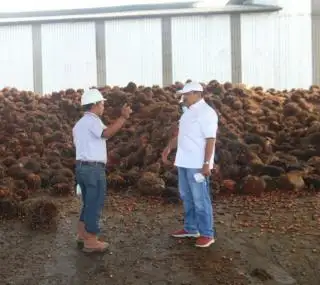 Harga TBS Sawit di Bengkulu Utara Membaik, Simak Harga di Tingkat Pabrik