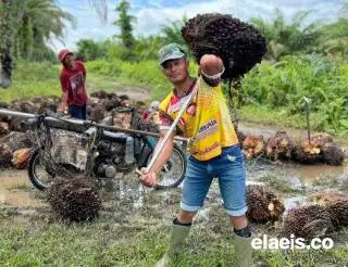Petani Sawit Diminta Transaksi Digital, APKS: Jaringan Internet Sulit!