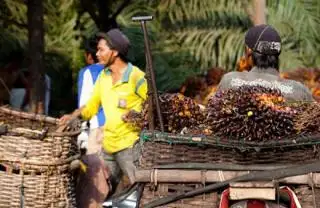 Duh, Harga TBS Sawit di Jambi Turun Lagi, Berikut Daftarnya
