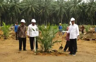 Perkembangan Mutakhir Industri Sawit Indonesia: Ekonomi Daerah Sentra Sawit Bertumbuh Lebih Tinggi