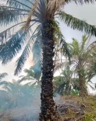 Kalau Terbakar, Apakah Sawit Bisa Berbuah Lagi?