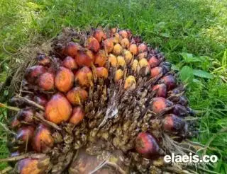 Harga TBS Sawit Mitra Swadaya di Riau Turun Jadi Rp 2.412,21/Kg