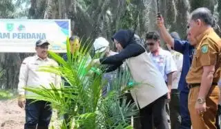 Bersama Bupati Inhu, Petani Mulai Tanam Perdana PSR