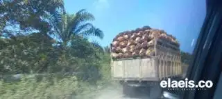 Harga Sawit di Sumut Naik Jadi Rp2.507,91/Kg