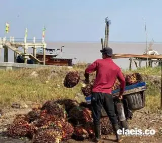 Perkembangan Mutakhir Industri Sawit Indonesia: Tidak Mengalami Kesulitan atau Kekurangan Bahan Pangan